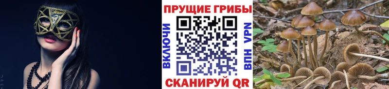 Купить  Княгинино  Псилоцибиновые грибы Cubensis 